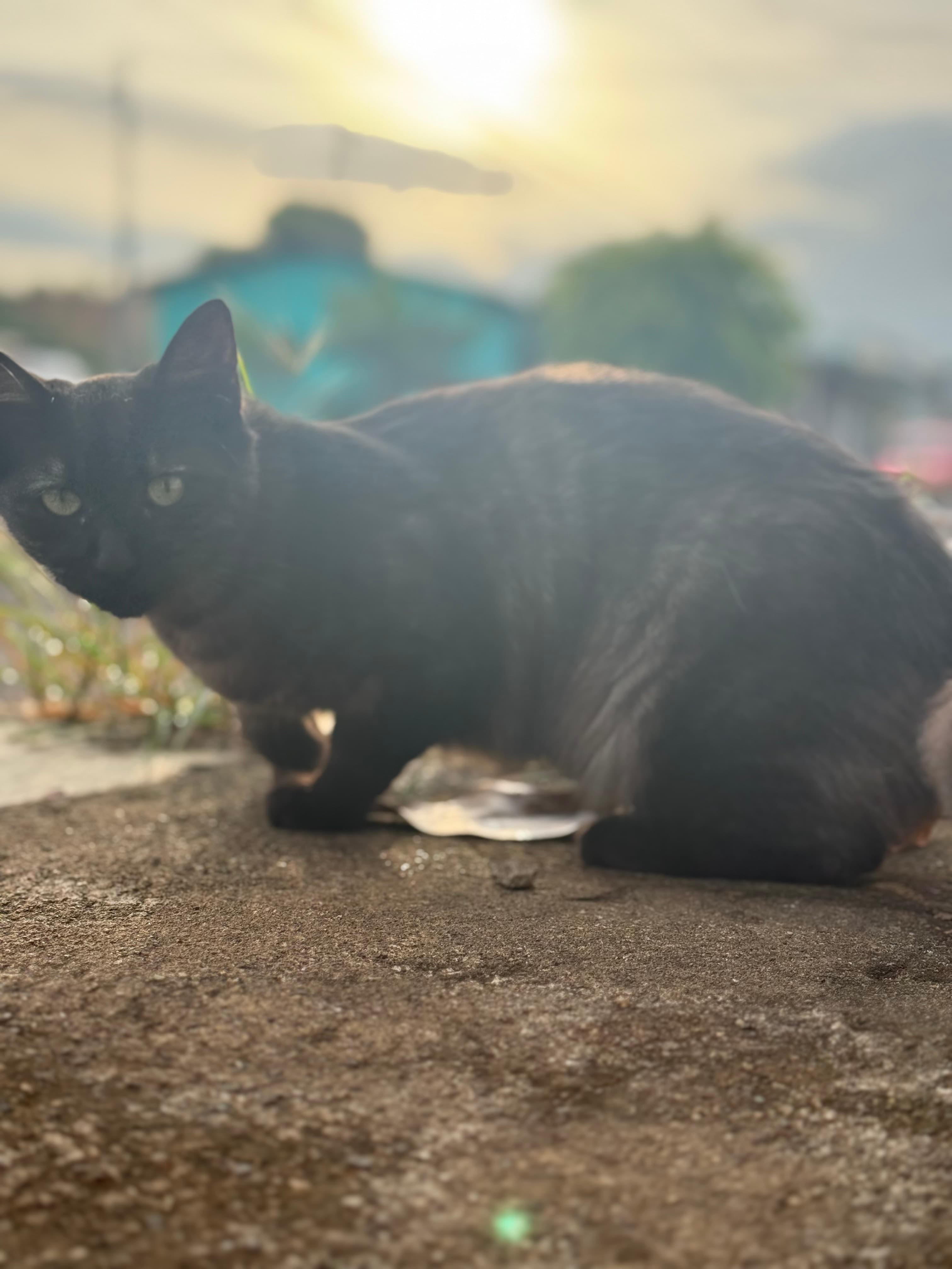 Before Kitty