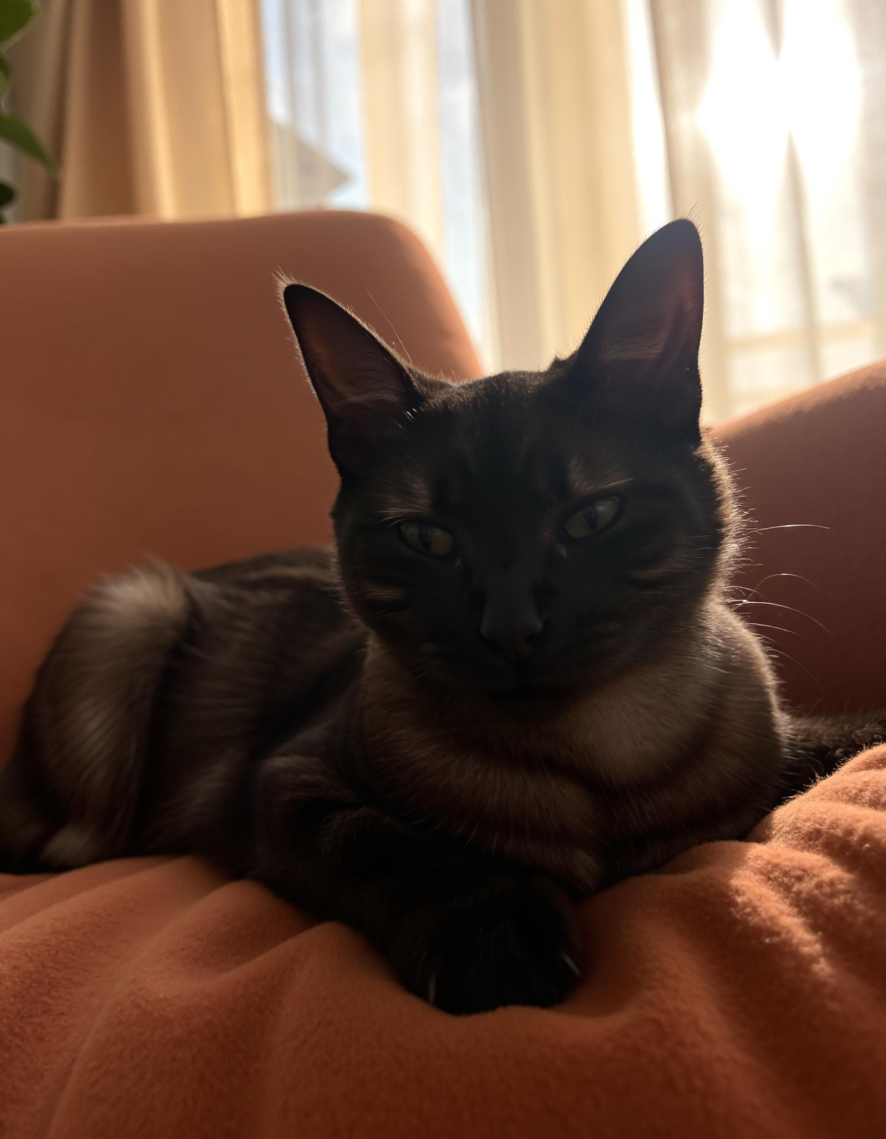 After Kitty